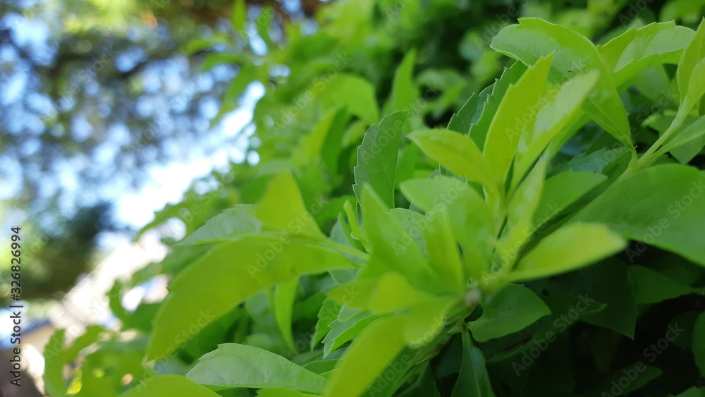 Obraz premium green leaves background
