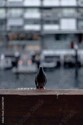Close up of Pigeon on wharf moody