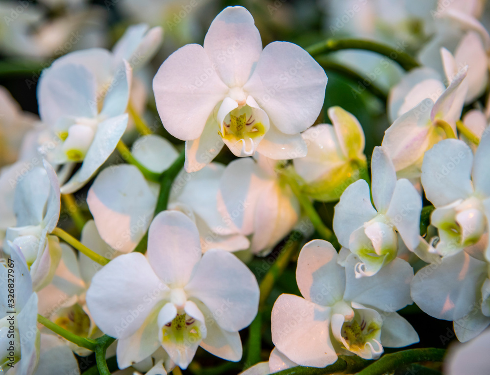 Obraz premium Full frame white Orchid. Symbol of love and tenderness. Floral background.