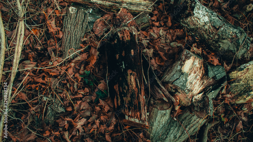 Black Rotting Wood in a Dead Forest Surrounded by Sticks and Leaves