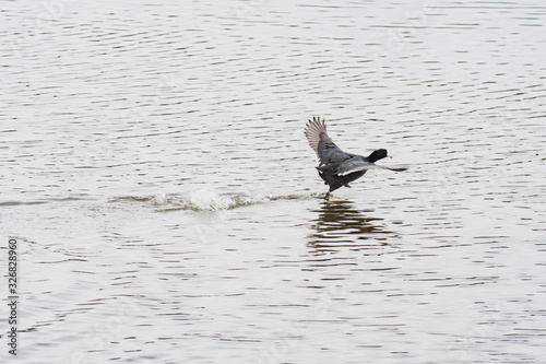 A American coot running across the surface of the water. Vancouver BC Canada