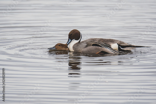 A pair of Pintails mating in the lake. Vancouver BC Canada