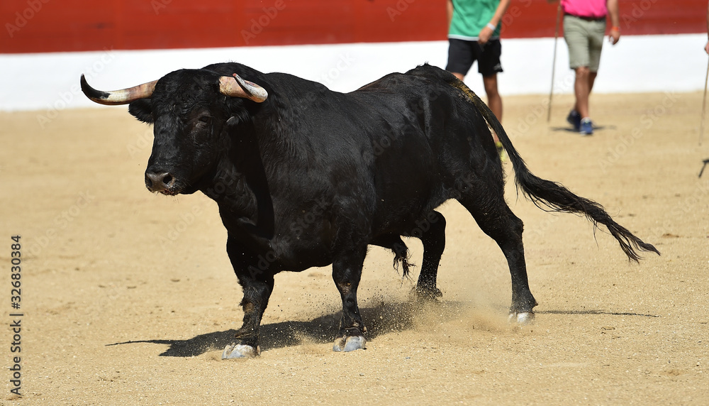 a strong bull running on a traditional spectacle of bullfight a strong bull running on a traditional spectacle of bullfight