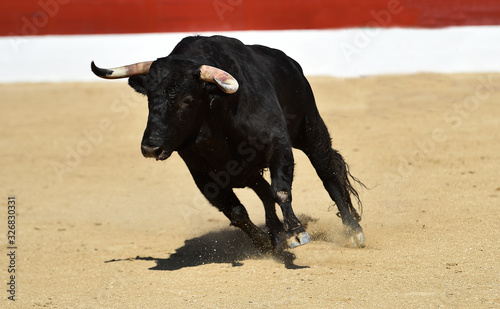 a strong bull running on a traditional spectacle of bullfight 