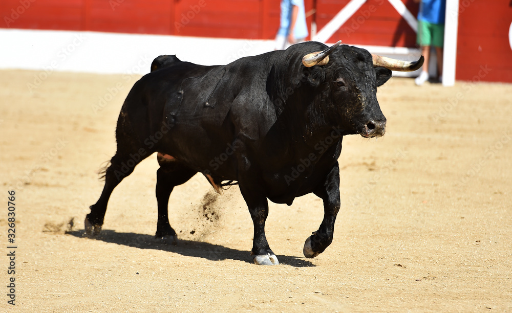 toro bravo español corriendo en una plaza de toros toro bravo español corriendo en una plaza de toros