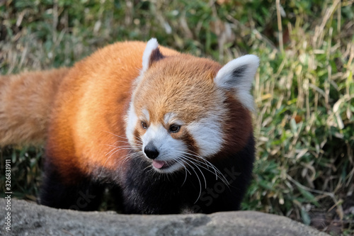 Red panda (Ailurus fulgens) climbing a tree and playing outdoor