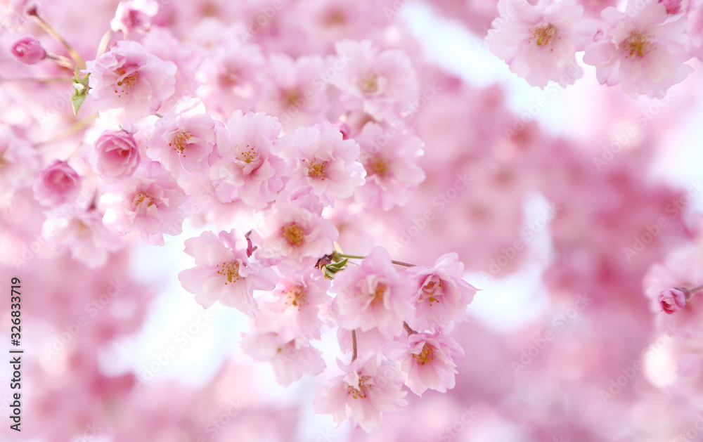 Fototapeta premium 喜多方 日中線 ベニシダレザクラ