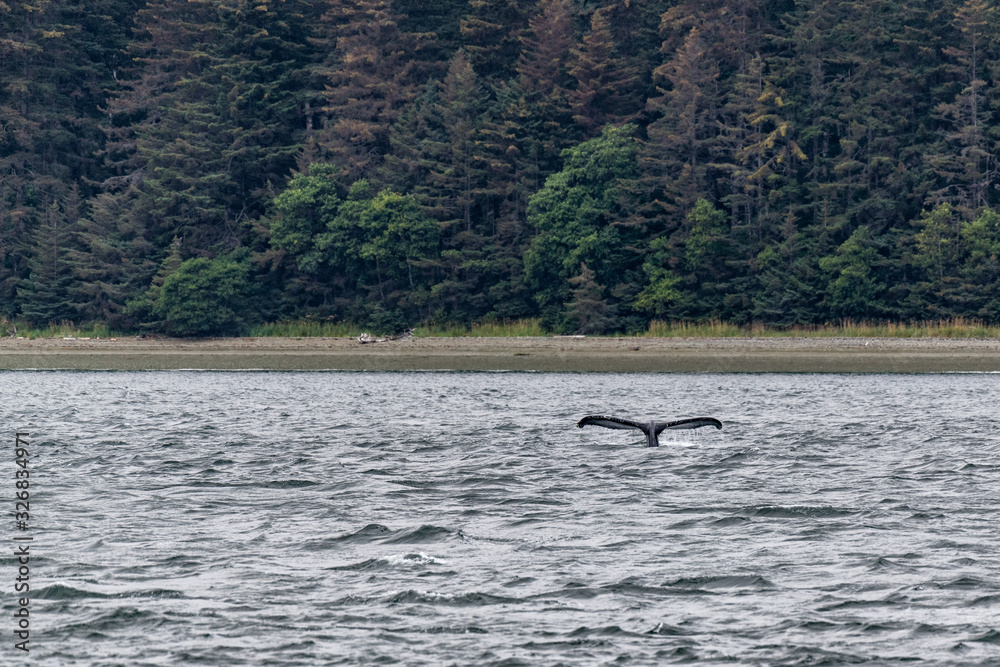 Naklejka premium Whale Tail
