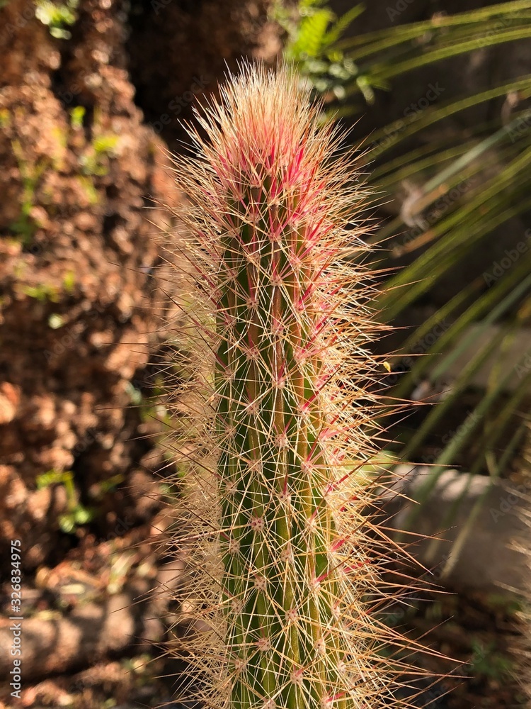 Hermoso cactus peniocereus lleno de espinas Hermoso cactus peniocereus lleno de espinas