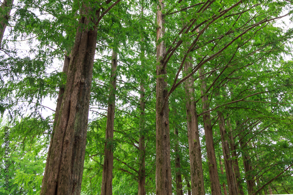 Beautiful Nature landscape scene at Nami Island (Namiseom), where the popular Korean drama Winter Sonata was filmed, at south Korea Beautiful Nature landscape scene at Nami Island (Namiseom), where the popular Korean drama Winter Sonata was filmed, at south Korea