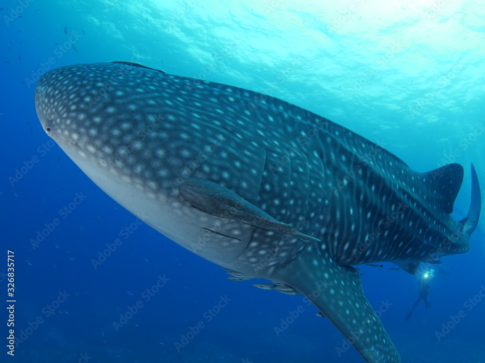 Naklejka premium Whale Shark in Similan Islands