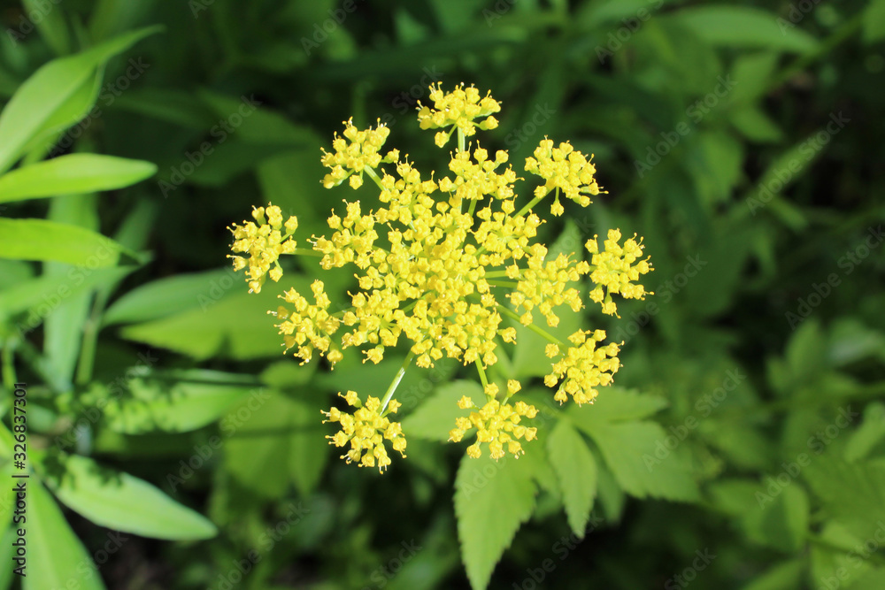 Close up of golden Alexanders at Somme Woods in Northbrook, Illinois Close up of golden Alexanders at Somme Woods in Northbrook, Illinois