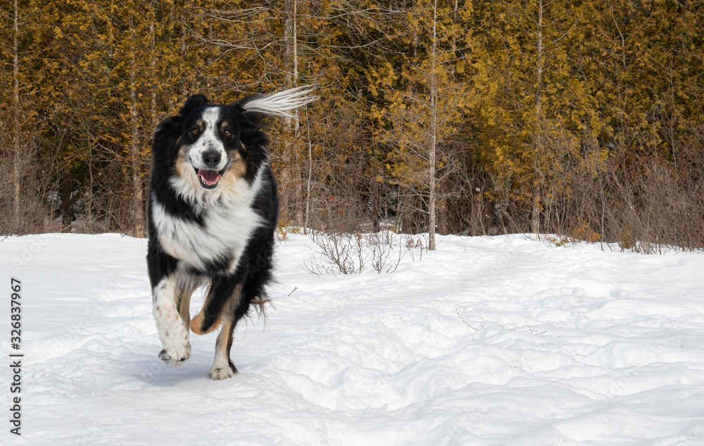 An australian shepherd collie mix running across a snowy field in front of a cedar forest in winter An australian shepherd collie mix running across a snowy field in front of a cedar forest in winter