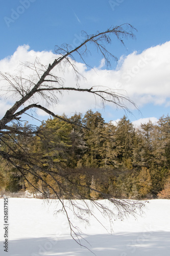 A dead tree leans out over a frozen lake on a bright sunny winter day at Limberlost Trails in muskoka ontario photo