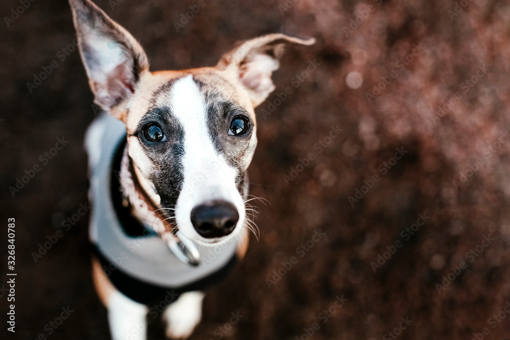 Young sportive whippet dog looking at camera with friendly intent face. Beautiful and positive background with copy space for design, banner, poster, invitation, print, greeting card, advertisement.