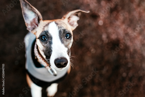 Young sportive whippet dog looking at camera with friendly intent face. Beautiful and positive background with copy space for design, banner, poster, invitation, print, greeting card, advertisement. © Julija