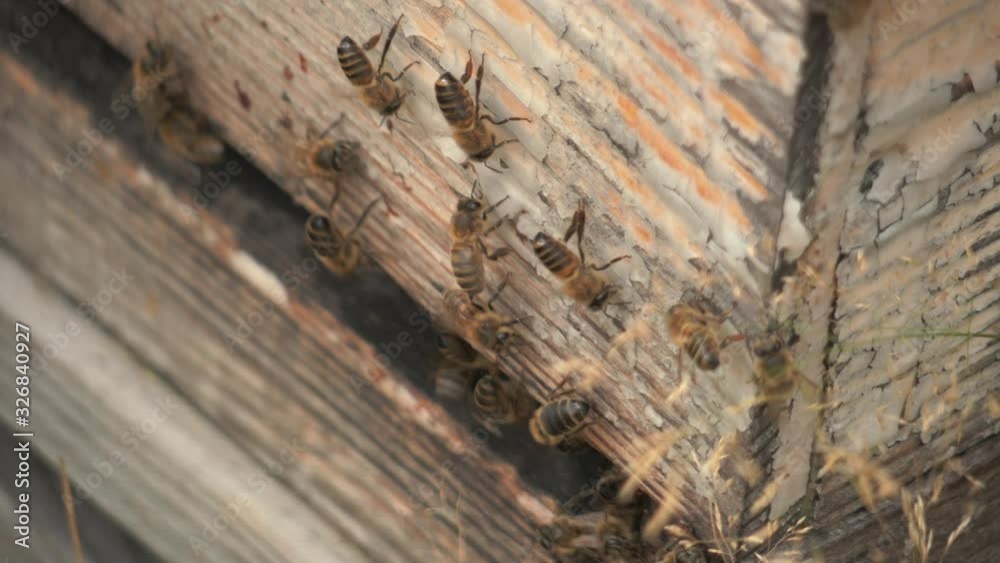 bees come to the hive with pollen and go away in slow-motion