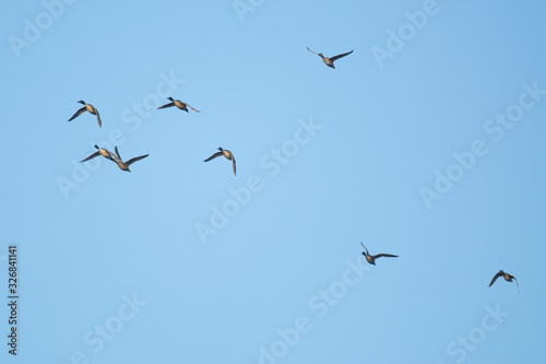 pintail duck flock waterfowl flying migration