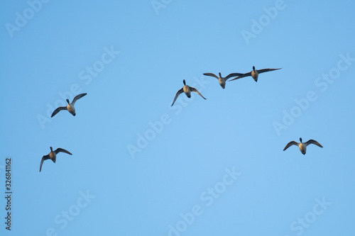 pintail duck flock waterfowl flying migration