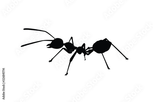 Ant silhouette vector, insect wildlife © Flatman vector 24