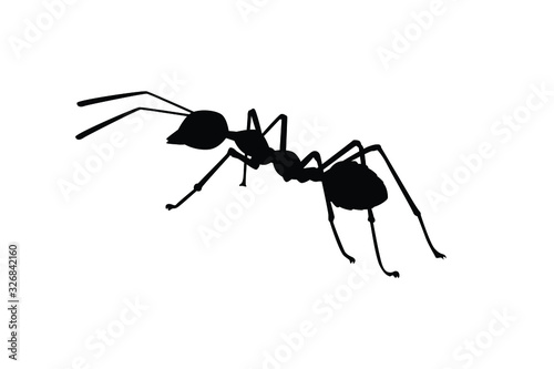 Ant silhouette vector, insect wildlife © Flatman vector 24