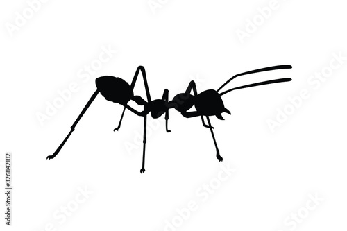 Ant silhouette vector, insect wildlife
