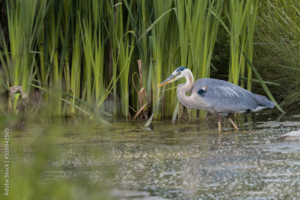 Great Blue Heron (Ardea Herodias) wading in a marsh and searching for food background. Beautiful wading bird in a wetland habitat park wildlife photography Great Blue Heron (Ardea Herodias) wading in a marsh and searching for food background. Beautiful wading bird in a wetland habitat park wildlife photography