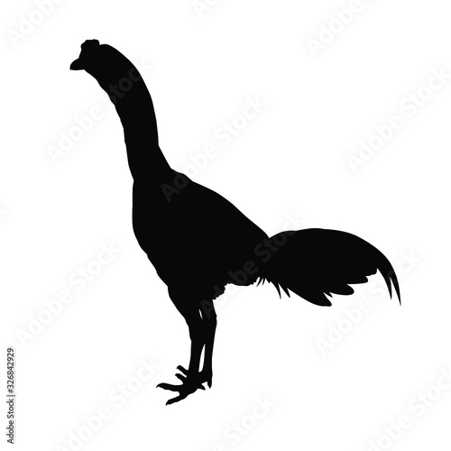 Cock silhouette vector photo