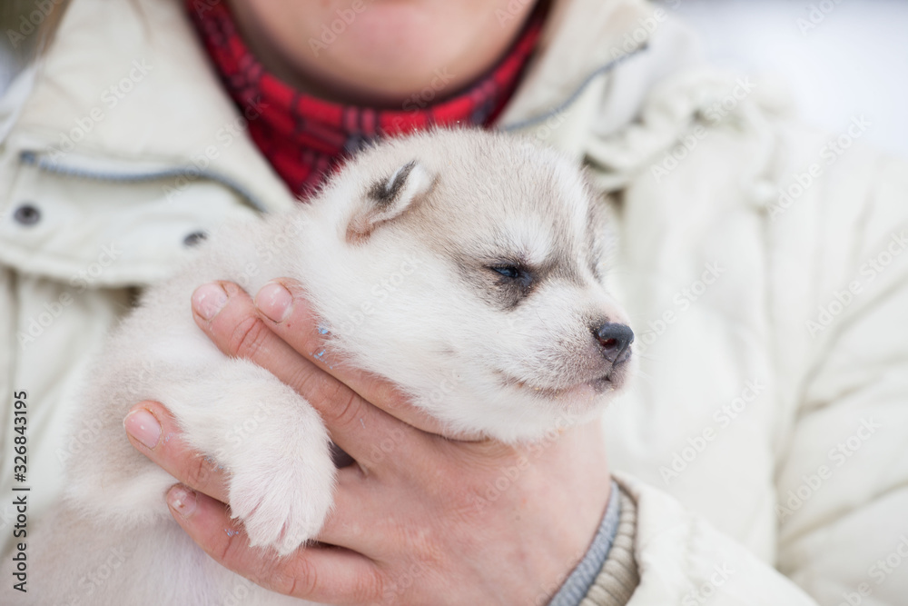Little cute puppy in her arms. Siberian Laika breed. Light color Little cute puppy in her arms. Siberian Laika breed. Light color