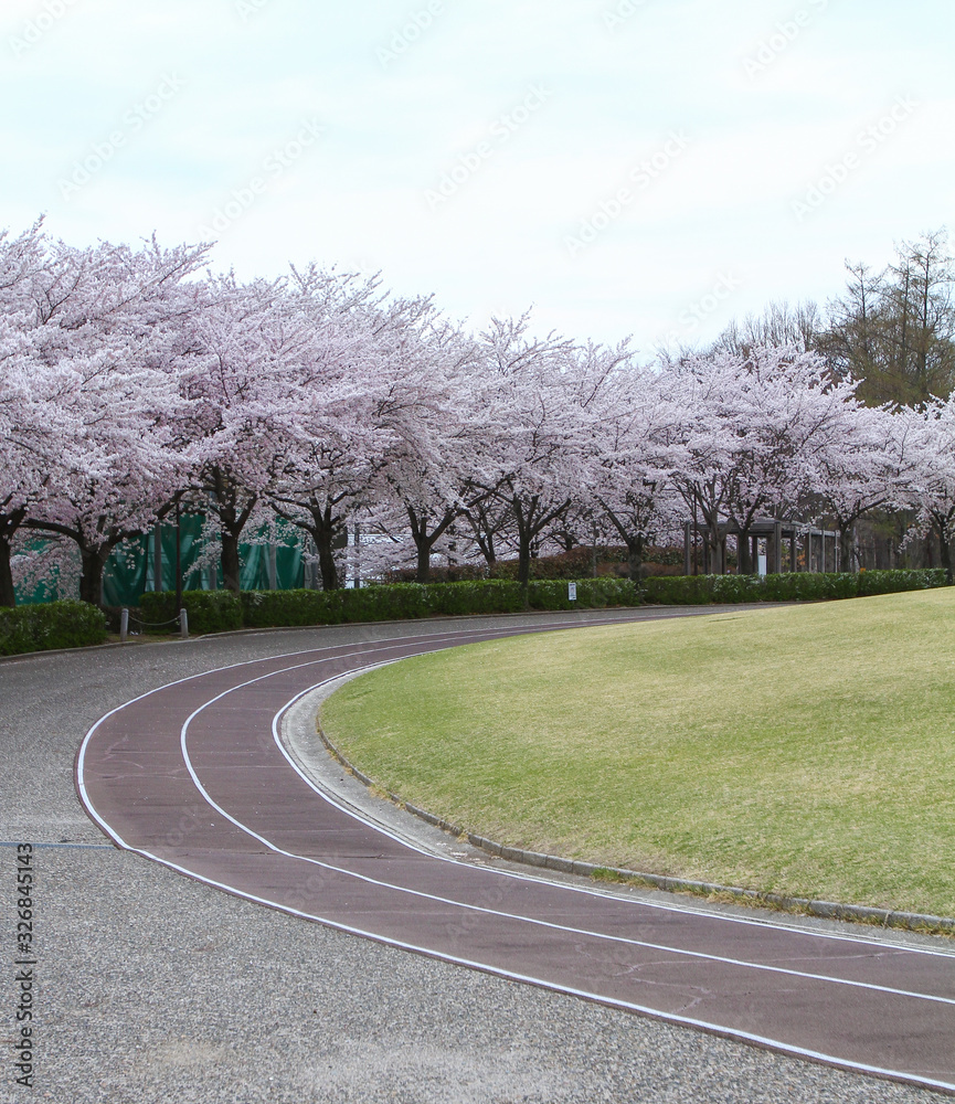 Fototapeta premium 東御中央公園の桜