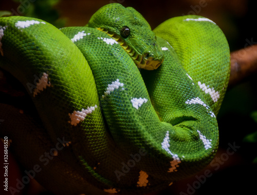 Green and yellow snake photo