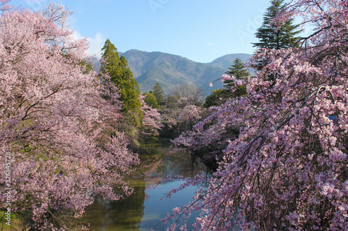 上田城 お堀の桜 photo