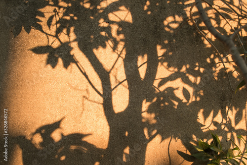 Abstract golden hour natural yellow orange sunlight sunshine in tropical garden. Black and brown shadow of nature leaves and branch tree against cement wall background.