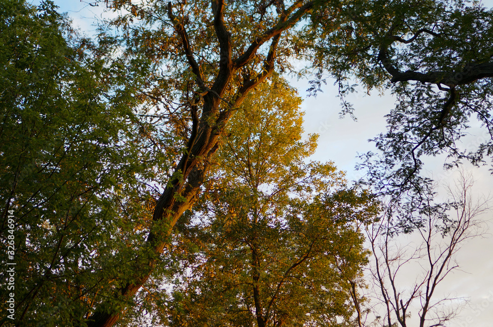 Obraz premium tree in autumn