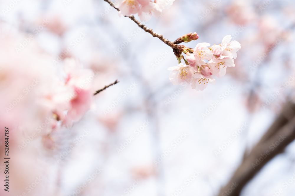 Naklejka premium あたみ桜
