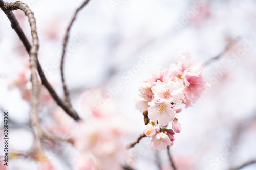 あたみ桜 photo