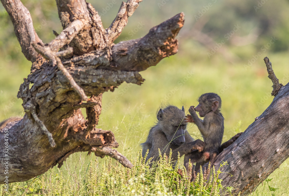 Tender moments in nature between a mother baboon and her baby image in horizontal format