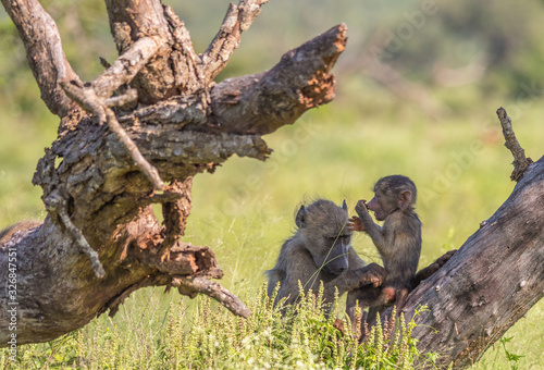 Tender moments in nature between a mother baboon and her baby image in horizontal format © Richard