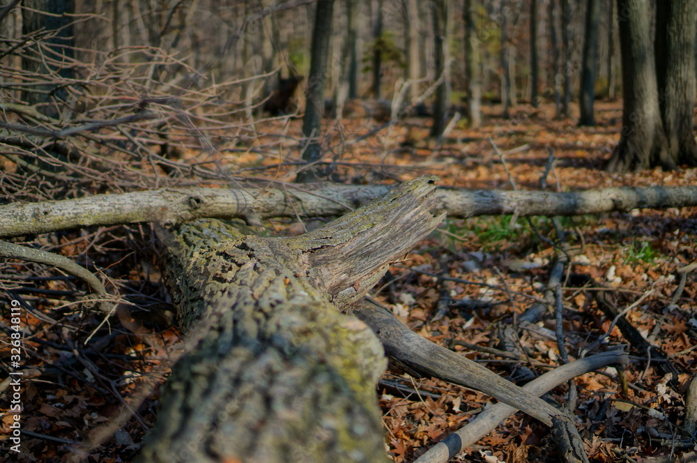 Obraz premium forest in autumn
