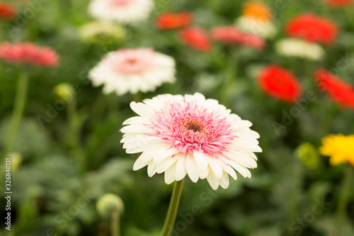 Pink gerbera daisy flower on blur green leaves and colorful flowers background.