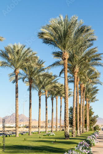 Palm alley with green grass along the highway.