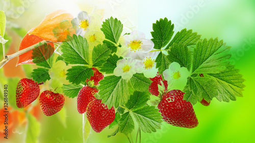 fresh strawberries on green summer background