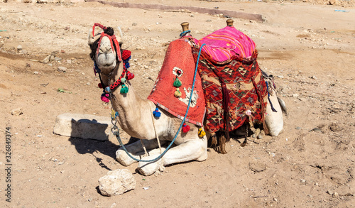 A camel lay with a traditional Bedouin saddle in Egypt. Camel is sitting in Egypt.