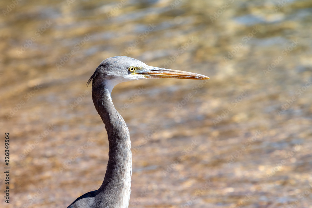 Gray Egyptian heron on the seashore, close-up. Gray Egyptian heron on the seashore, close-up.
