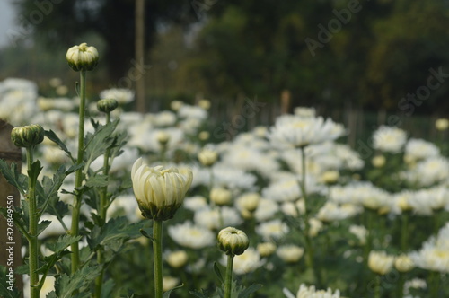 white aster flower garden