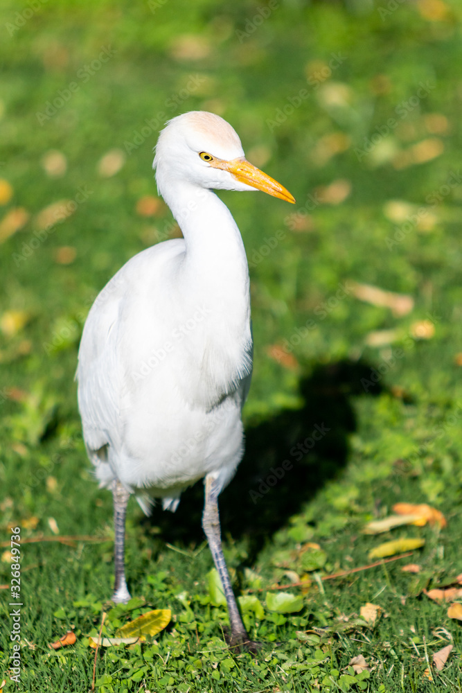 White egyptian heron on a background of green grass.