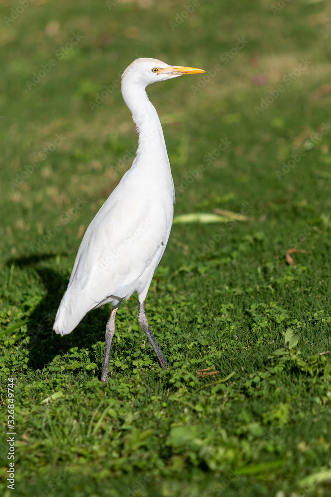 White egyptian heron on a background of green grass. White egyptian heron on a background of green grass.