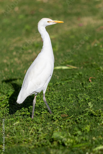 White egyptian heron on a background of green grass.