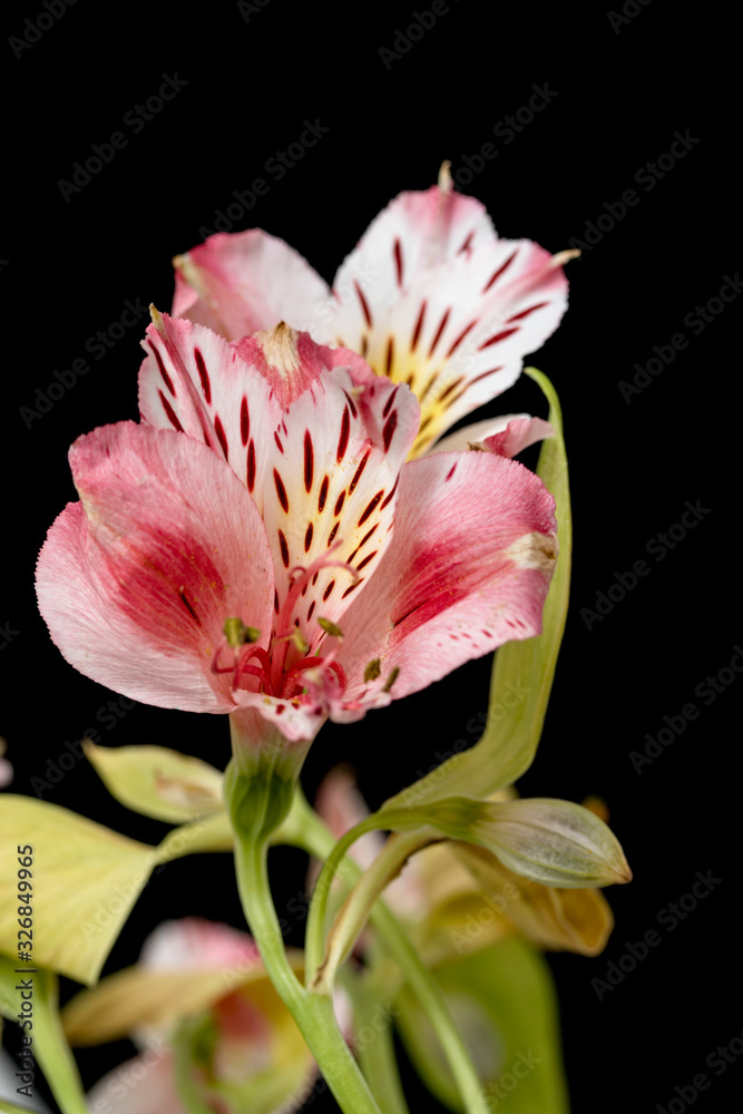 Bright beautiful orchid flower on a black background.