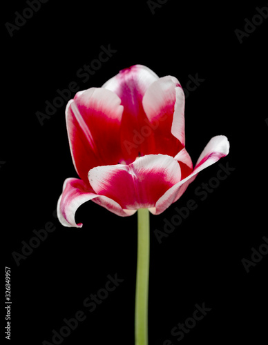 Fototapeta Naklejka Na Ścianę i Meble -  Tulip. Beautiful bright flower tulip flower pink white on a black background, close-up.